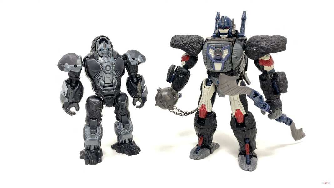 Transformers Rise Of The Beasts Optimus Primal Tigatron In Hand Image  (28 of 35)